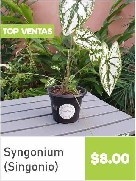 Syngonium