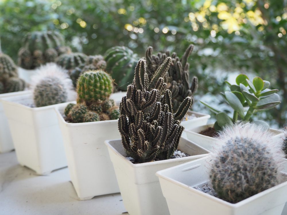 cactus coleccion
